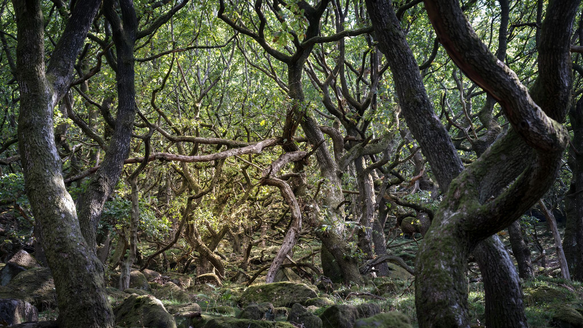 Auf dem Bamford-Edge-Trail gibt es einen „Wald der verdrehten Bäume“: alte, moosbewachsene Eichen, deren knorrige Form durch raues Klima und steinigen Boden entsteht.